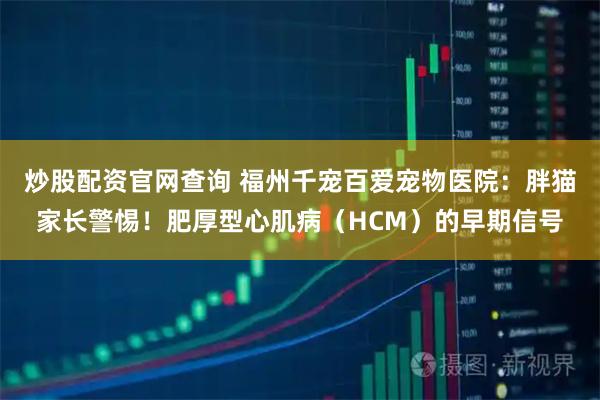 炒股配资官网查询 福州千宠百爱宠物医院：胖猫家长警惕！肥厚型心肌病（HCM）的早期信号